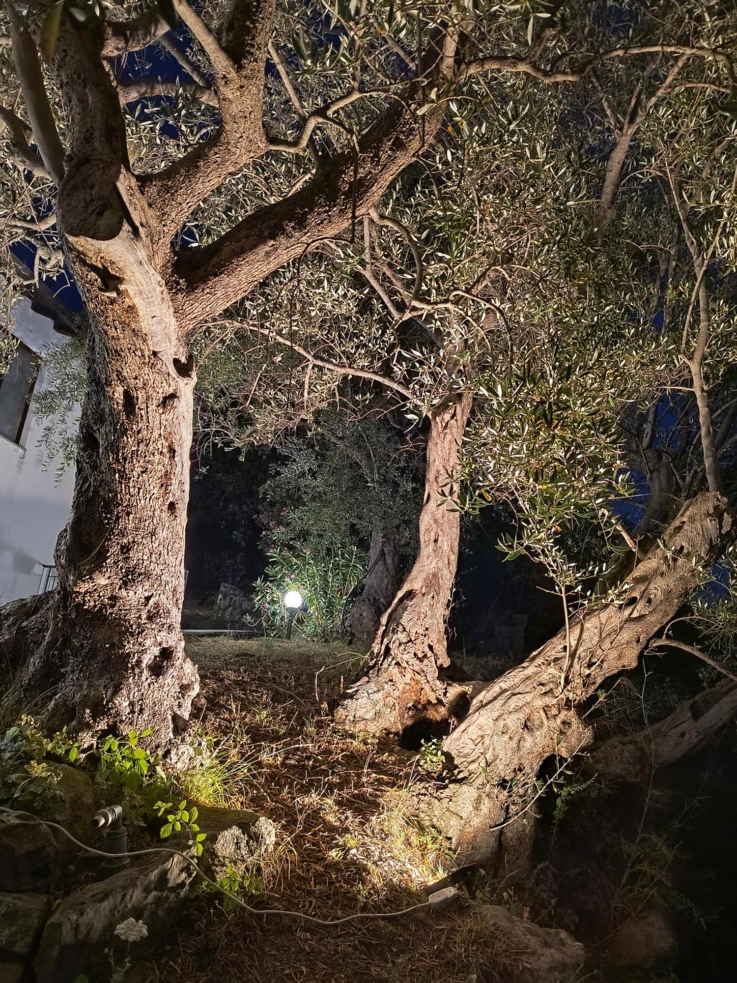 L'Antica Quercia B&B Castell'Umberto Zewnętrze zdjęcie